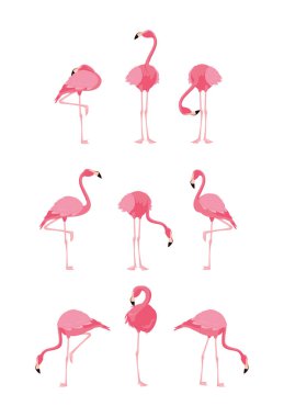 ayakta güzel flamingolar kuşlar akın