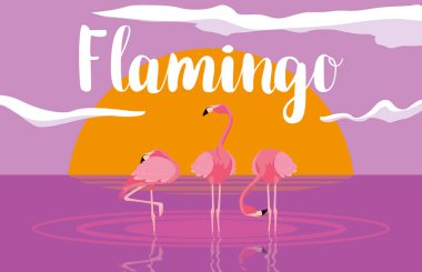 güzel flamingolar kuşlar sürü peyzaj