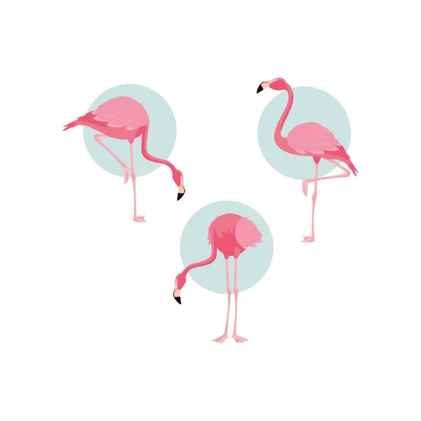 Beaux flamants roses oiseaux troupeau debout — Image vectorielle