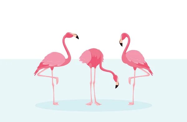Schöne Flamingos Vögel schwärmen stehend — Stockvektor