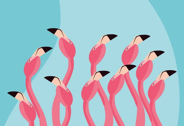 Prachtige Flamingo's vogels kudde hoofden — Stockvector