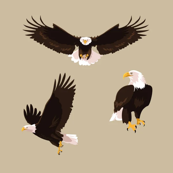 Bald eagle bird set poses — Stock Vector