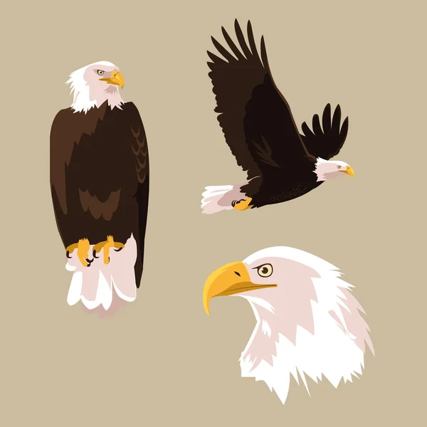 Bald eagle fågel ställa poser — Stock vektor