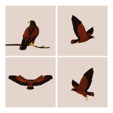 imposing hawks birds with different poses clipart