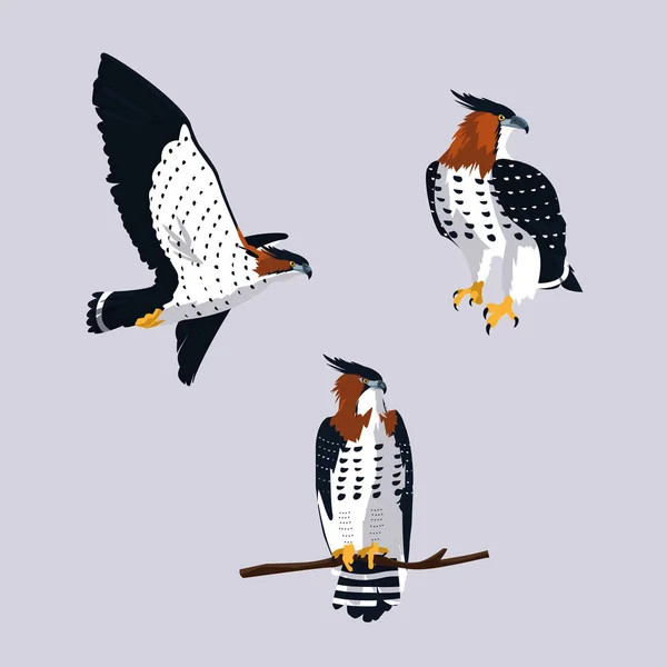 Halcones imponentes aves con diferentes poses — Vector de stock