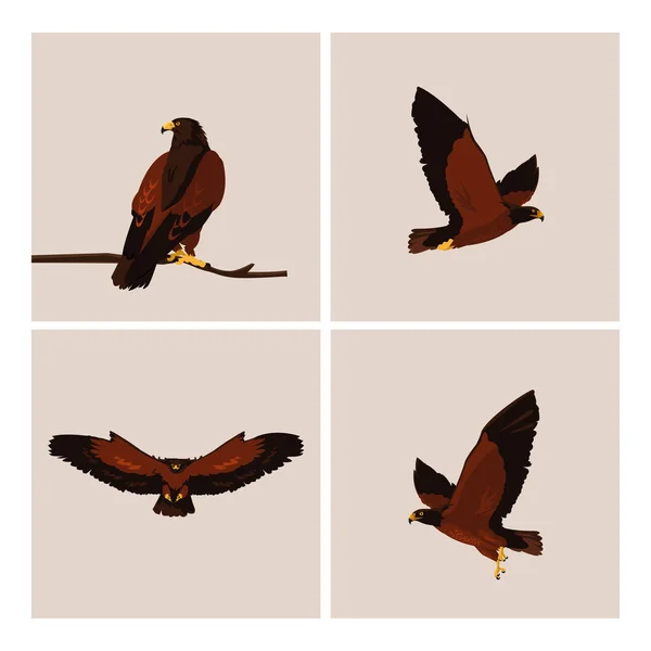 Halcones imponentes aves con diferentes poses — Vector de stock