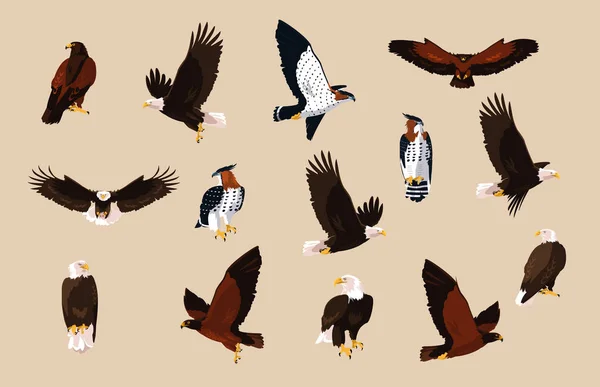 Falken und Adlervögel in verschiedenen Posen — Stockvektor