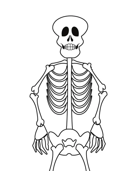 Skelett Mensch auf weißem Hintergrund — Stockvektor