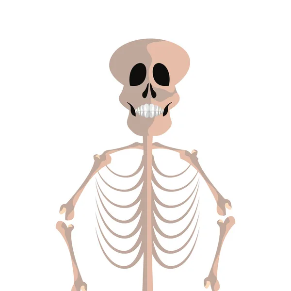 Esqueleto humano sobre fondo blanco — Archivo Imágenes Vectoriales
