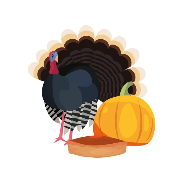 Thanksgiving turkey and pumpkin — Stock Vector