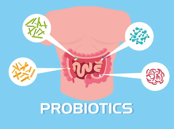 プロバイオティクス微生物と人間の体 — ストックベクタ