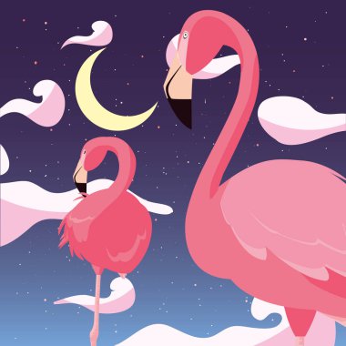 Flamingolar egzotik kuşlar