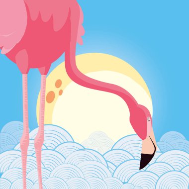 gökyüzü güneş Flamingo kuş