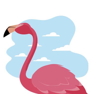 Flamingo kuşu egzotik