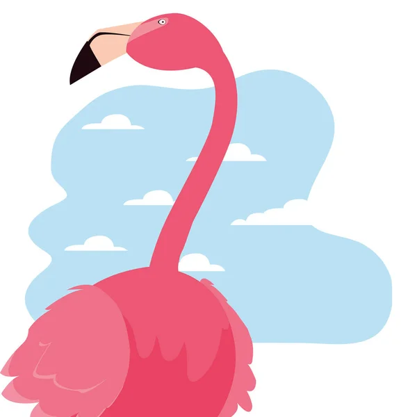 flamingo bird exotic