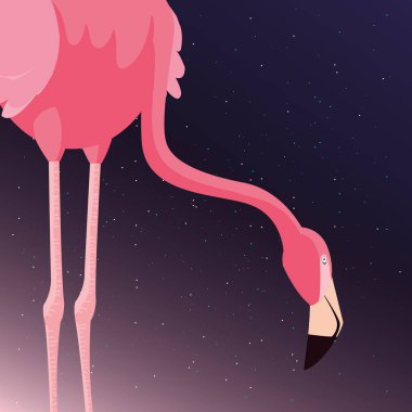 Flamingo kuşu yıldızlı gece
