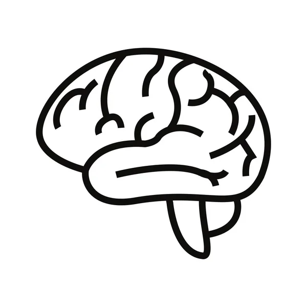 Lidský mozkový orgán — Stockový vektor