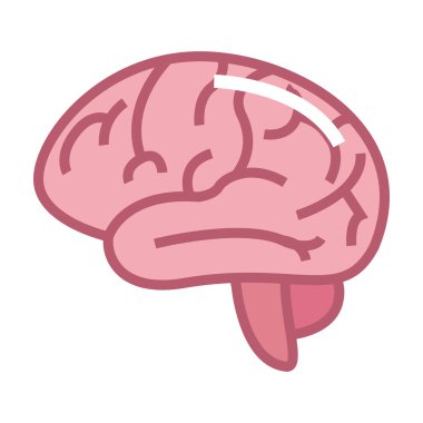 İnsan beyin organı