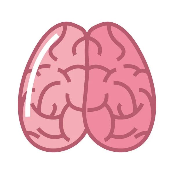 人間の脳器官は — ストックベクタ
