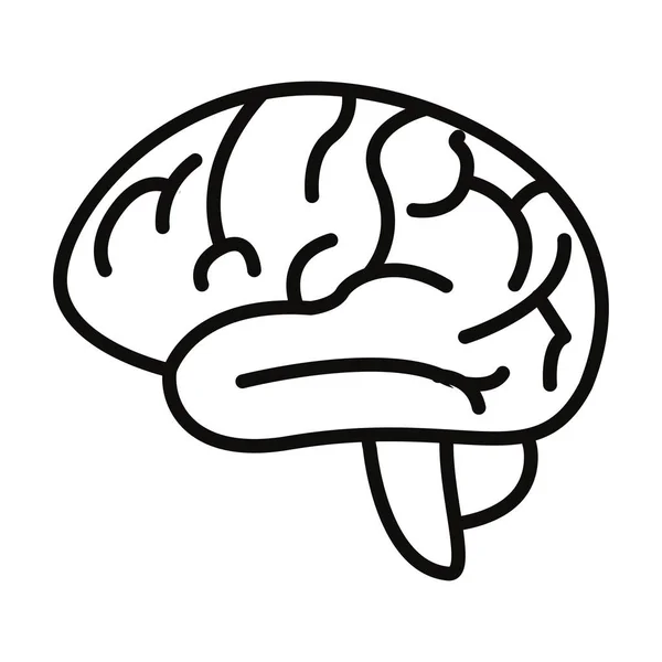 Órgano cerebral humano — Vector de stock