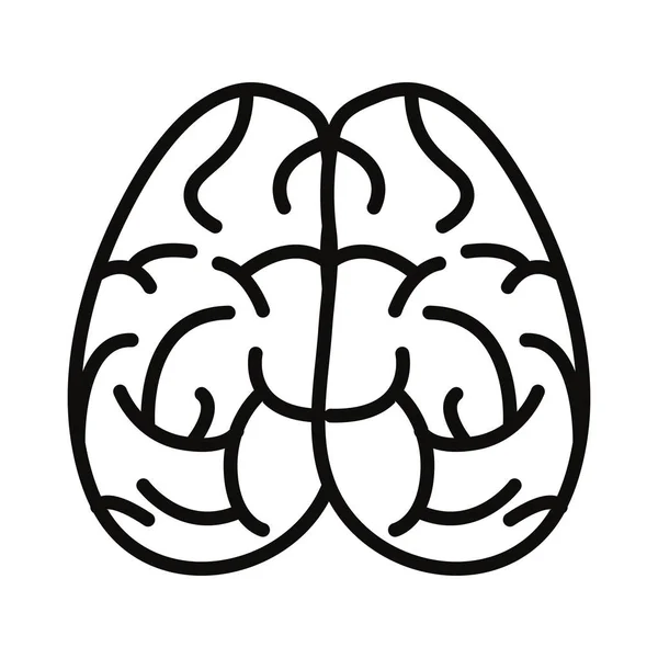 Órgano cerebral humano — Vector de stock