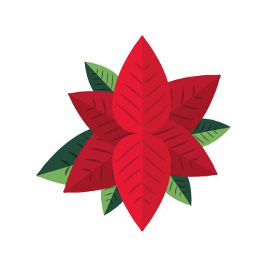 beyaz zemin üzerine kırmızı Atatürk çiçeği çiçek dekorasyon