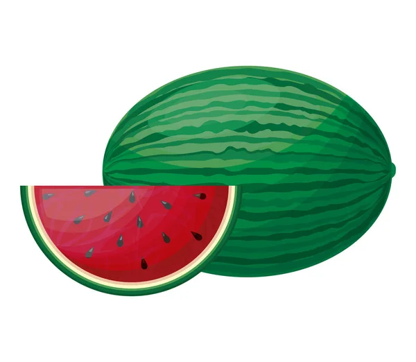 Fresh healthy watermelon fruit and slice — Stock Vector