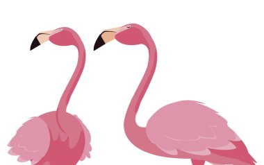 zarif flamingo kuşları Çift