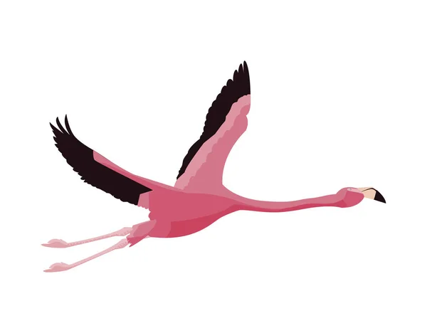 Elegante pássaro flamingo voando —  Vetores de Stock