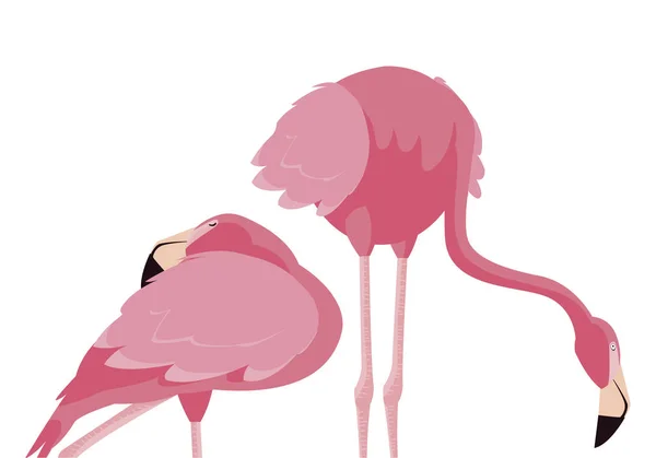 Eleganta flamingo fåglar par — Stock vektor