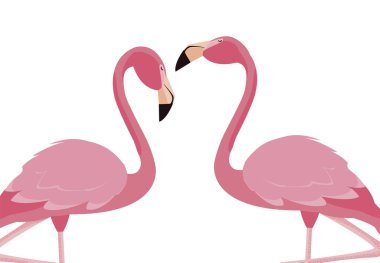 zarif flamingo kuşları Çift