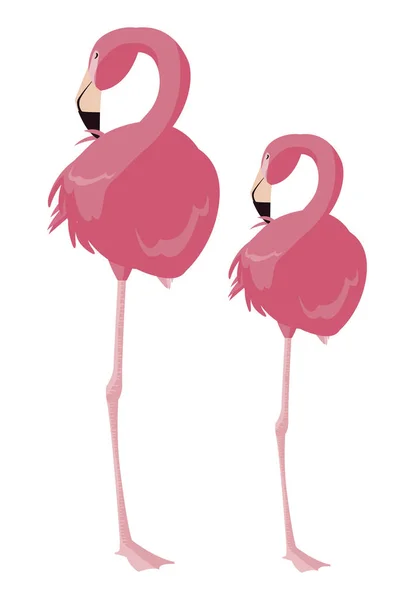 Elegantes Flamingo-Vogelpaar — Stockvektor