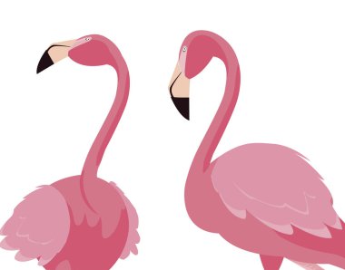 zarif flamingo kuşları Çift