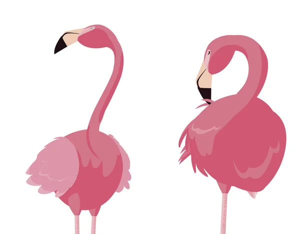 Para elegancki flamingo ptaków — Wektor stockowy