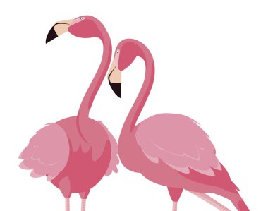 zarif flamingo kuşları Çift