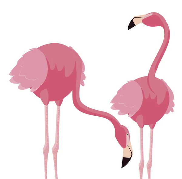 Elegante pareja de aves flamencas — Vector de stock