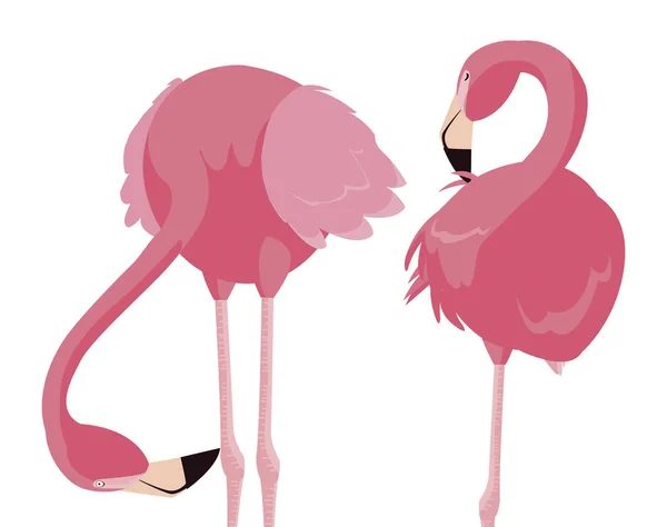 优雅的火烈鸟夫妇 — 图库矢量图片