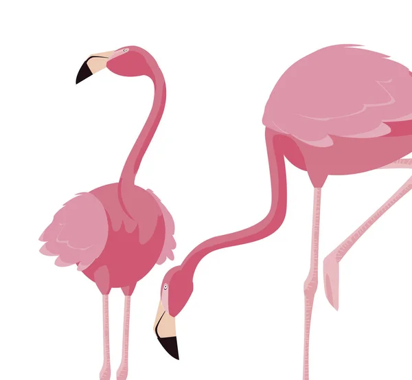 Elegantes Flamingo-Vogelpaar — Stockvektor