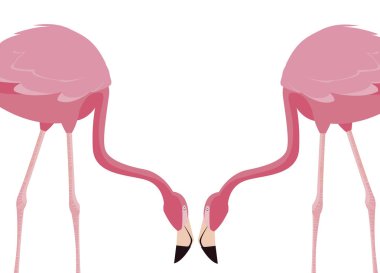zarif flamingo kuşları Çift