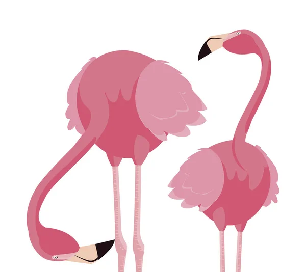 Elegante flamingo pássaros casal —  Vetores de Stock