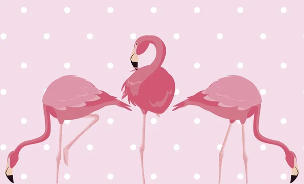 Herde von eleganten Flamingos Vögel gepunktet Hintergrund — Stockvektor