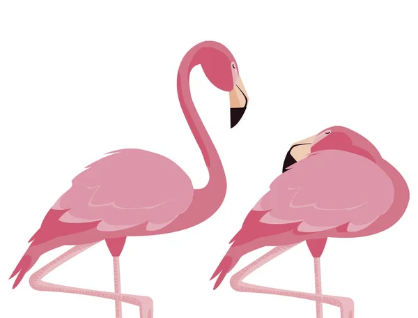 Elegante flamingo pássaros casal —  Vetores de Stock