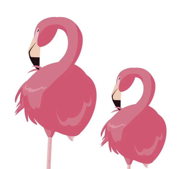 Eleganta flamingo fåglar par — Stock vektor