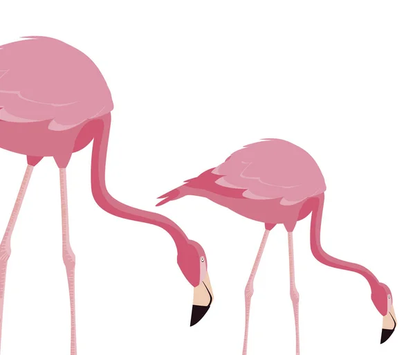 Elegantes Flamingo-Vogelpaar — Stockvektor