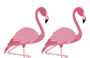 zarif flamingo kuşları Çift