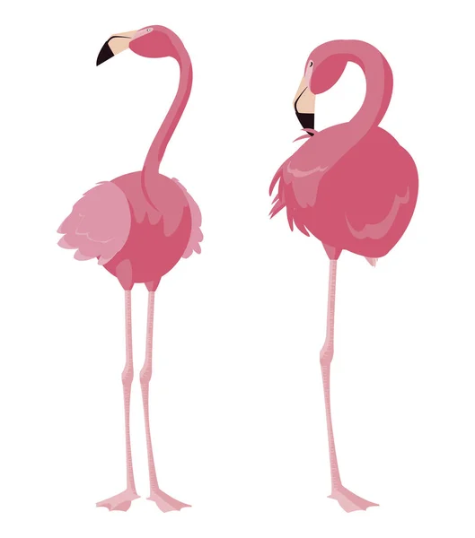 Para elegancki flamingo ptaków — Wektor stockowy