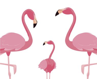 zarif flamingo kuşları aile