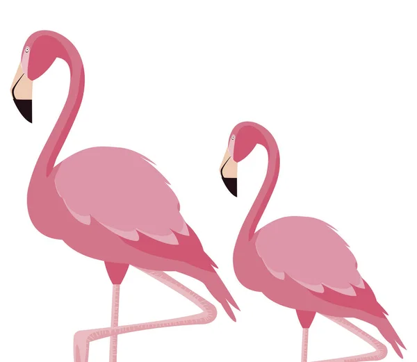 Elegante pareja de aves flamencas — Vector de stock