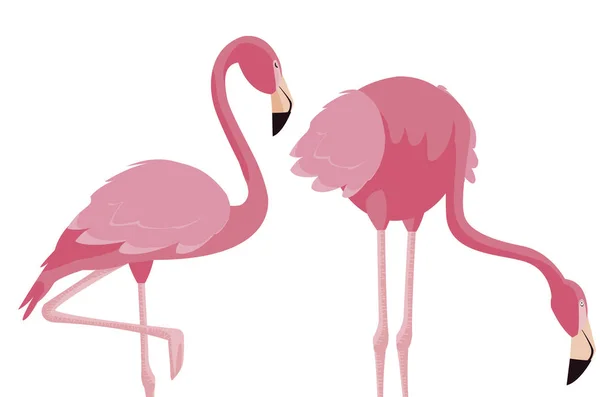 Elegante flamingo pássaros casal —  Vetores de Stock