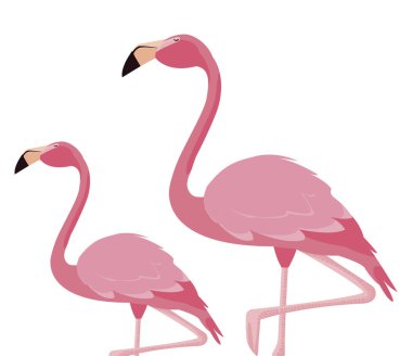 zarif flamingo kuşları Çift